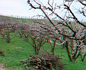 Fiori di Primavera_19